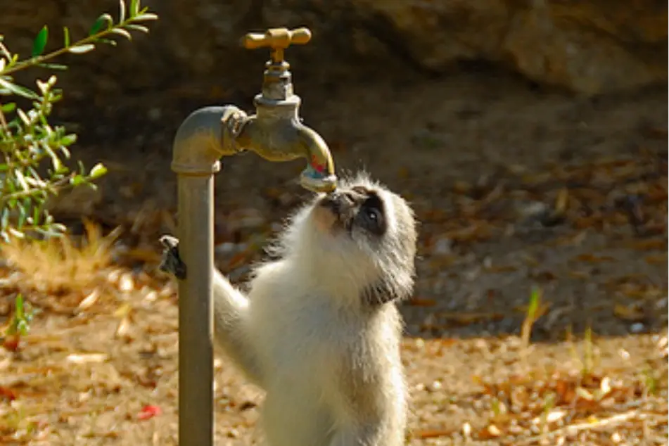 Un monito tomando agua de un grifo de agua