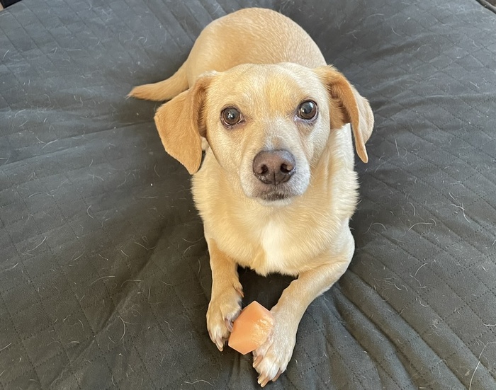 Biscuit looking at camera while holding a toy