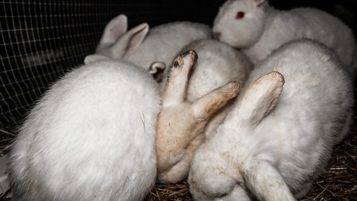 5 white rabbits bunched together in a hutch, their fur is dis-coloured and ears showing signs of infection