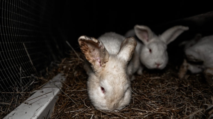 three white rabbits in a hutch, the ears of one show signs of infection