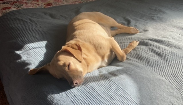 Biscuit napping in a sunny place