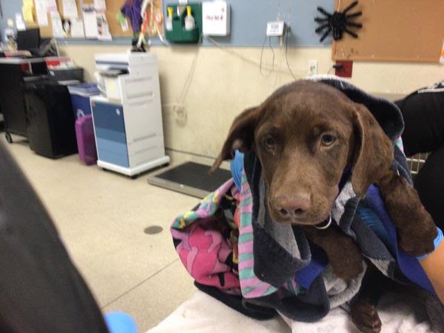 Rescued on her last day, Ballroom puppy is getting the care she needs.