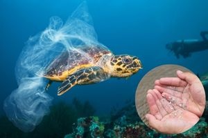 ocean plastic, turtle, wildlife, microplastic, 