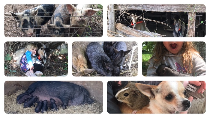 Help Us Save Our Animals - Please donate for animals! | Peoples Farm