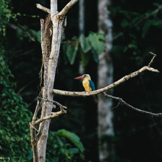 tourhub | Intrepid Travel | Classic Borneo 