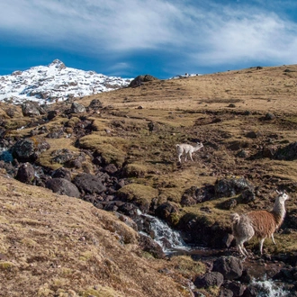 tourhub | G Adventures | The Lares Trek with One-Day Inca Trail 