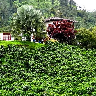 tourhub | Bamba Travel | Manizales Coffee Experience 2D/1N 