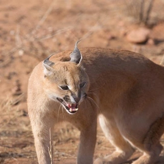 tourhub | Chameleon Safaris Namibia | 24 Day  Wildlife, Himba, Sossusvlei & EHRA Experience 