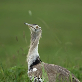 tourhub | Leviva Travel and Tours | 7-Day Tanzania Wildebeest Migration Safari Experience 