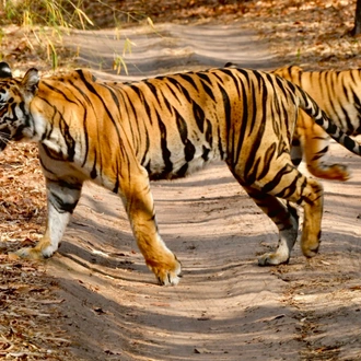 tourhub | Exodus Adventure Travels | India Tiger Safari 