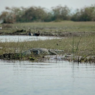 tourhub | Kawira Safaris Ltd | 11 Days Uganda Chimps, Wildlife Safari and Gorilla Trekking Adventure 