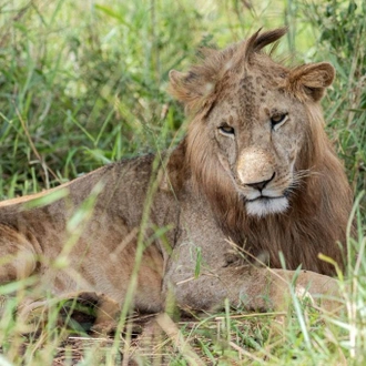 5-Days Ziwa Rhino, Kidepo Valley & Murchison Falls National Parks Safari - Luxury