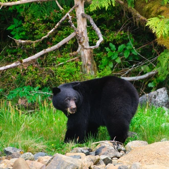 tourhub | Exodus Adventure Travels | Whales & Bears of British Columbia 