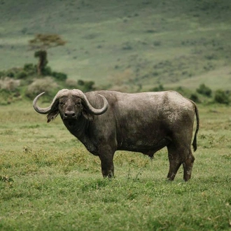 tourhub | Alaitol Safari | Great Migration Grumeti River 