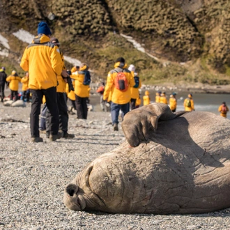 tourhub | Intrepid Travel | South Georgia and Antarctic Peninsula: Penguin Safari  