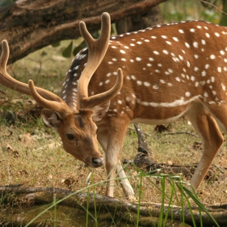 tourhub | Exodus Adventure Travels | India Tiger Safari 