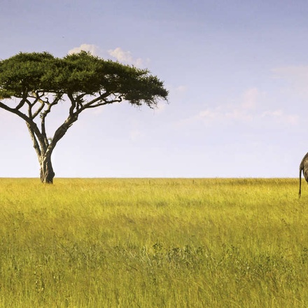Serengeti Wildlife Experience