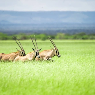 tourhub | Armaye Ethiopia Tours | Ethiopian Unique Wildlife  Safari 