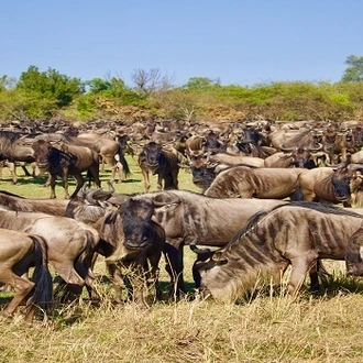 tourhub | Razan Safaris | The 4-day Serengeti Greatest Migration Safari (Ndutu Calving Season) 