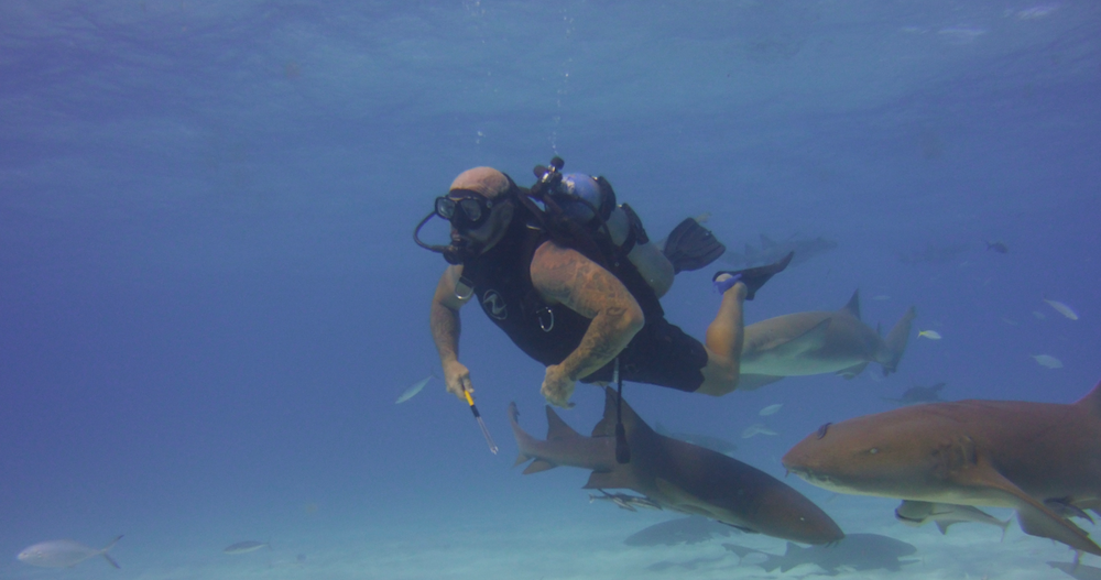 Florida Keys Shark Encounters