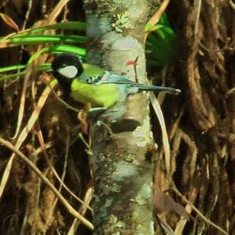 tourhub | Encounters Travel | Birds of Bhutan tour 