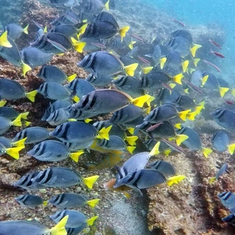 tourhub | Explore! | Galapagos - Central, West & East Islands aboard the Archipel I 