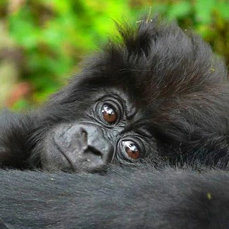 tourhub | Bamba Travel | Gorillas & Chimps Safari 7D/6N 