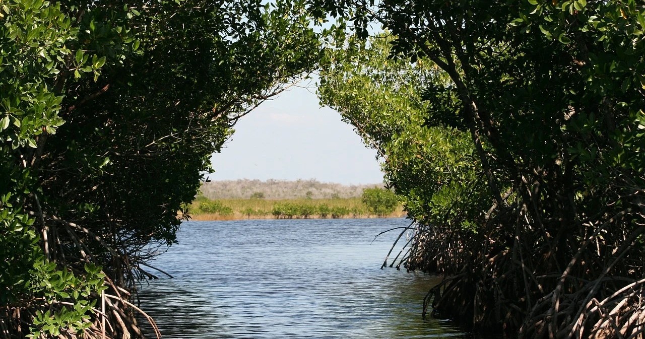 Fun In The Mangrove Shade Tour