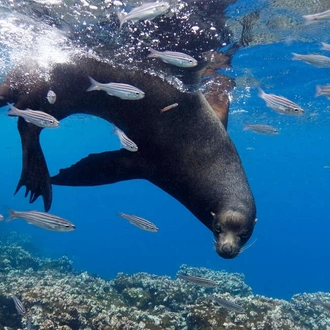 tourhub | Explore! | Galapagos - Central, South & East Islands aboard the Archipel I 