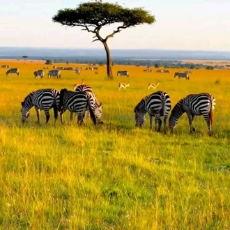 tourhub | Johnbow Tours and Travel | 4 Days Safari Masai Mara & Lake Nakuru National Park 