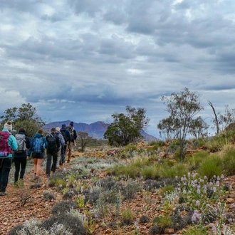 tourhub | Intrepid Travel | Trek the Larapinta Trail 