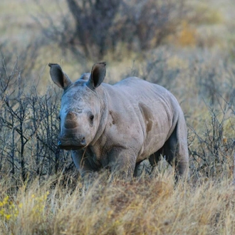 tourhub | Intrepid Travel | Okavango & Beyond 