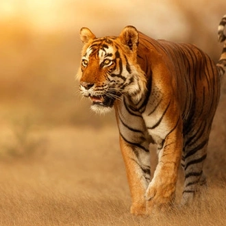 tourhub | Explore! | India Tiger Safari 