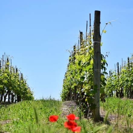 Walking the Wine Villages of Piedmont
