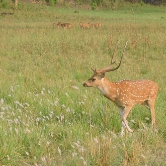 tourhub | Agora Voyages | Delhi to Corbett Tiger Reserve 