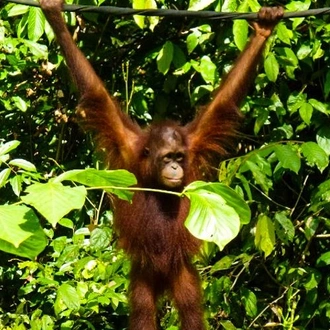 tourhub | Bamba Travel | Sandakan Orangutan Experience 4D/3N 