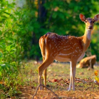 tourhub | Holidays At | India Tiger Photography Tour 