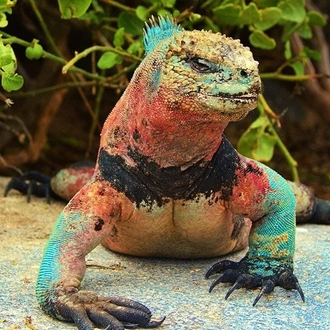 tourhub | Ecuador Galapagos Travels | 7 Days Galapagos Express Adventure 