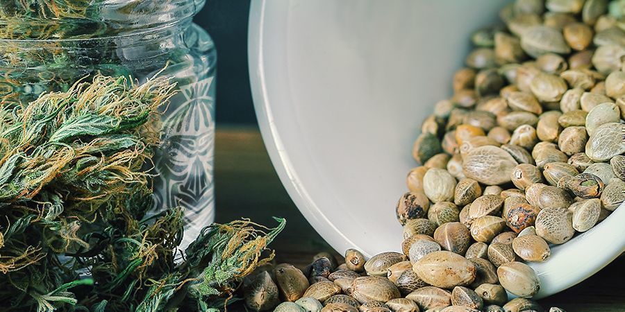 Key Factors To Watch When Storing Cannabis Seeds