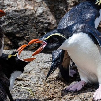 tourhub | Heritage Expeditions | Galapagos of the Southern Ocean 