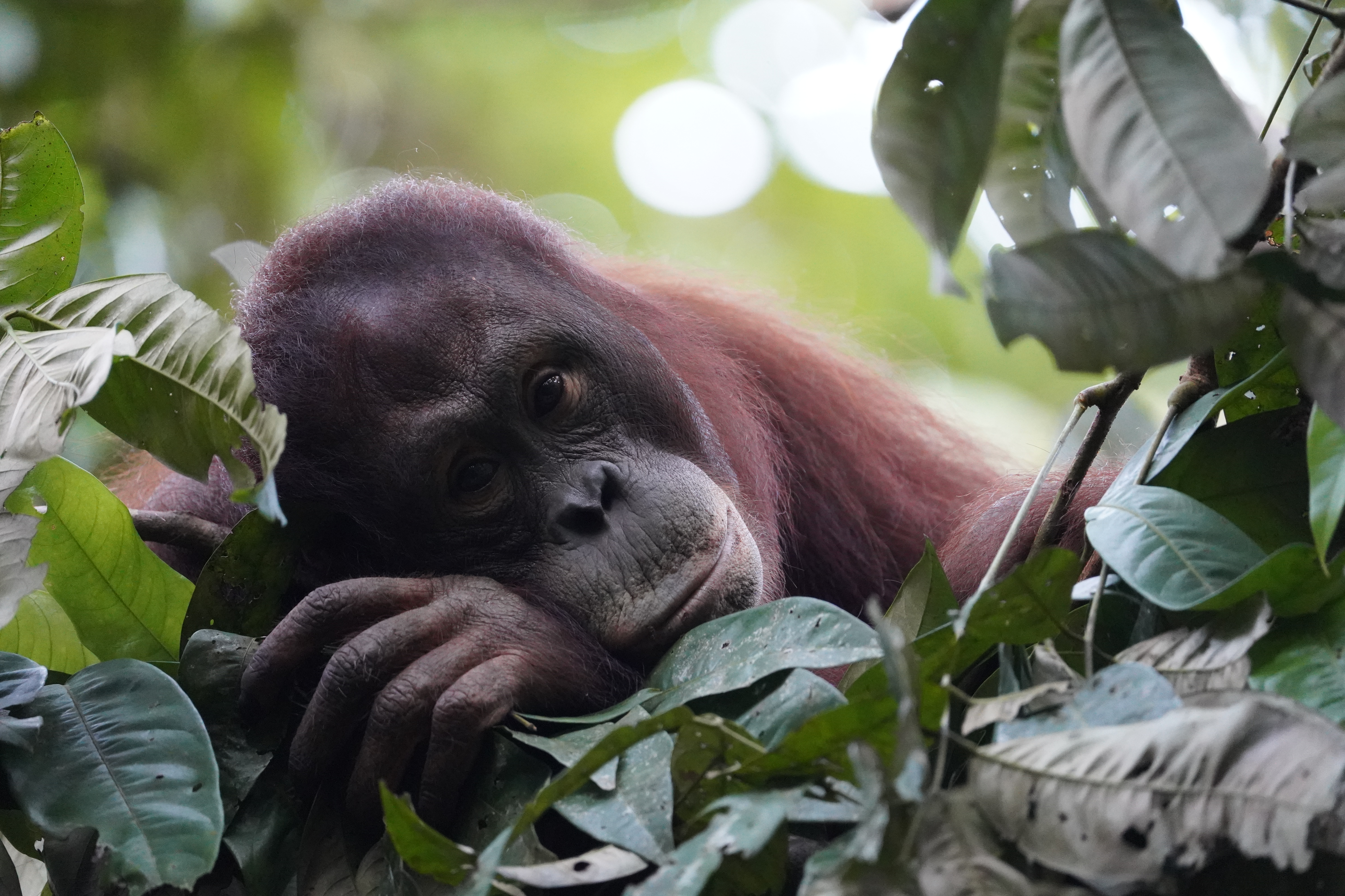 Adopteer orang-oetan weesje Cantik