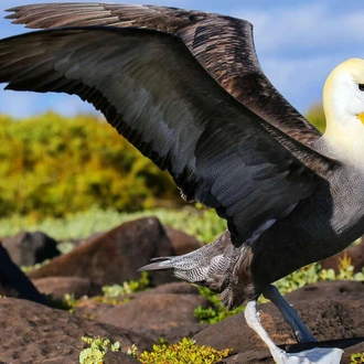 tourhub | Explore! | Galapagos Express - Central, South & East Islands aboard the Archipel I 