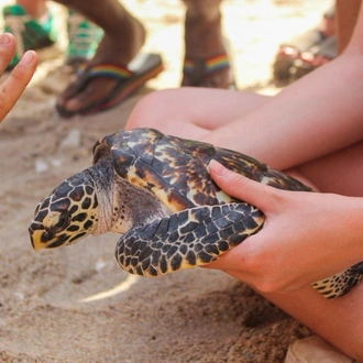 tourhub | Backpacking Tours | Turtle Conservation: Bali 