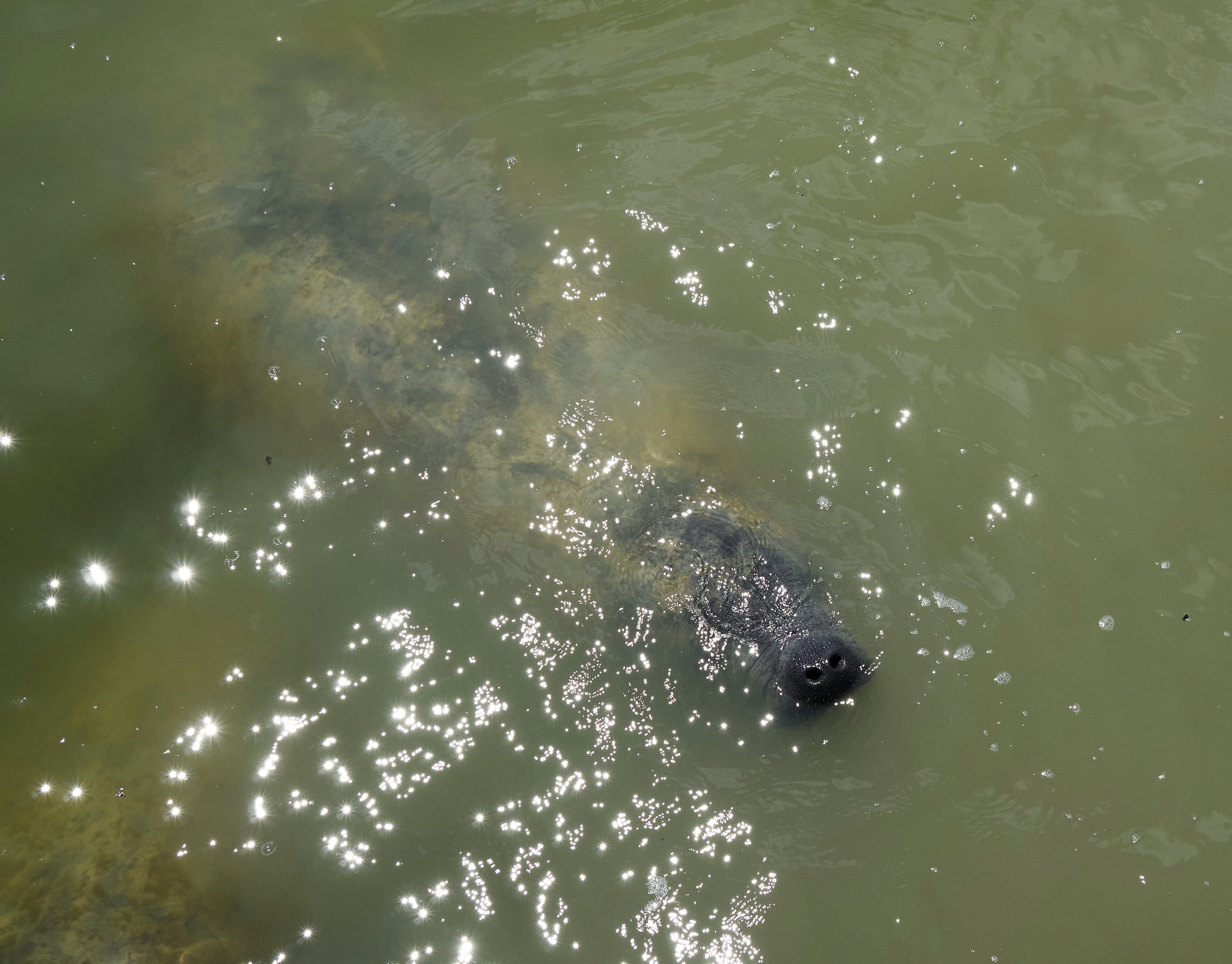 Meditate With Manatees - Guided Tour