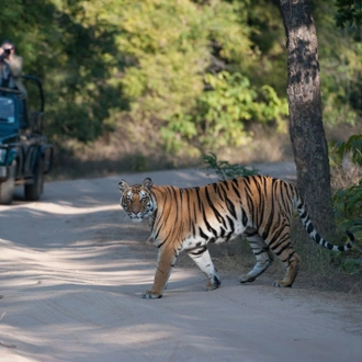 tourhub | Exodus Adventure Travels | India Tiger Safari 