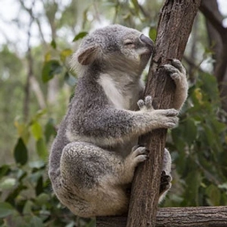 tourhub | Globus | Great Sights of Australia 