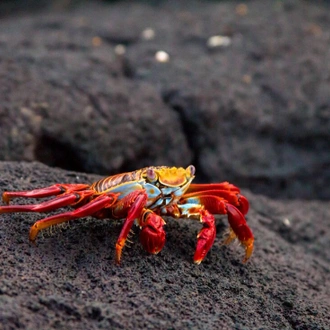 tourhub | Intrepid Travel | Galapagos Explorer: Southern Islands (Grand Queen Beatriz) 