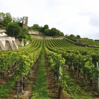 tourhub | UTracks | Bordeaux Vineyard Walk 