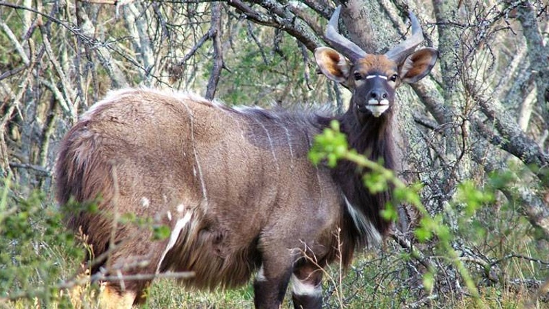 Nyala in the Eco Area