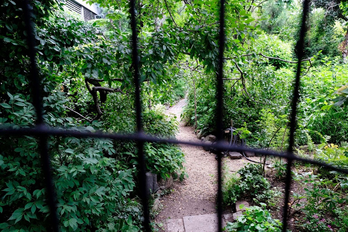 lush greenery and a dirt path peek out from behind metal bars.